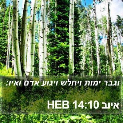 איוב 14:10 HEB Bible Verse Image