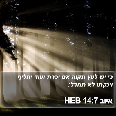 איוב 14:7 HEB Bible Verse Image