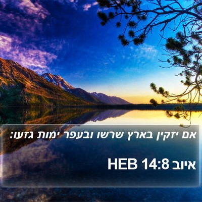 איוב 14:8 HEB Bible Verse Image