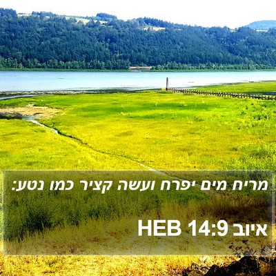 איוב 14:9 HEB Bible Verse Image