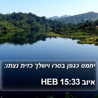 איוב 15:33 HEB Bible Verse Image