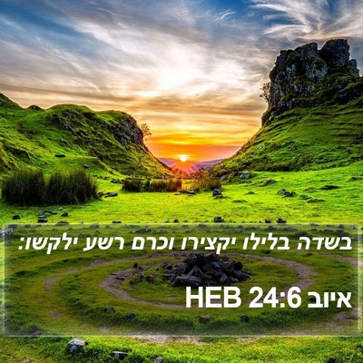 איוב 24:6 HEB Bible Verse Image