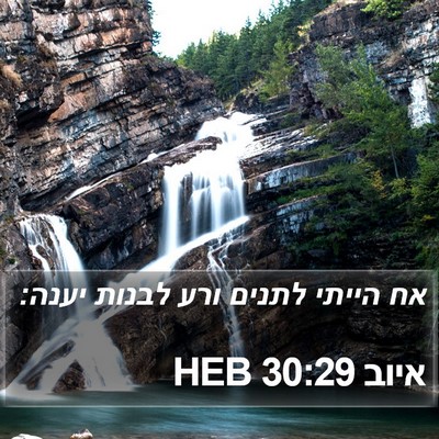 איוב 30:29 HEB Bible Verse Image