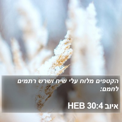 איוב 30:4 HEB Bible Verse Image