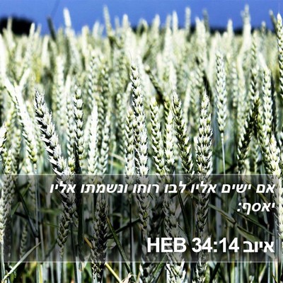 איוב 34:14 HEB Bible Verse Image