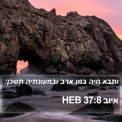 איוב 37:8 HEB Bible Verse Image
