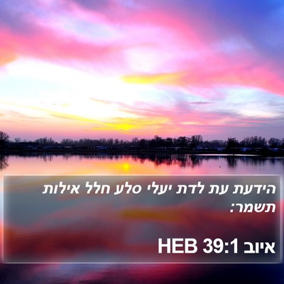 איוב 39:1 HEB Bible Verse Image