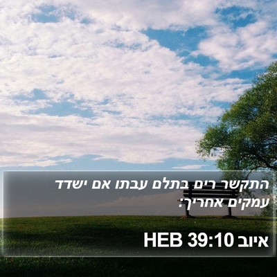 איוב 39:10 HEB Bible Verse Image