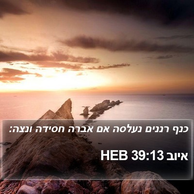 איוב 39:13 HEB Bible Verse Image