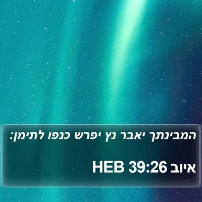 איוב 39:26 HEB Bible Verse Image
