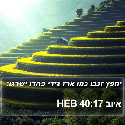 איוב 40:17 HEB Bible Verse Image