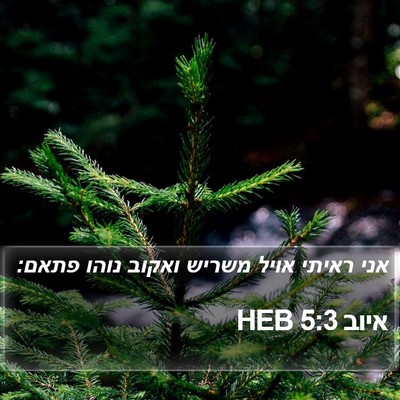 איוב 5:3 HEB Bible Verse Image