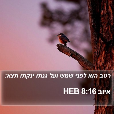 איוב 8:16 HEB Bible Verse Image