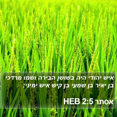 אסתר 2:5 HEB Bible Verse Image