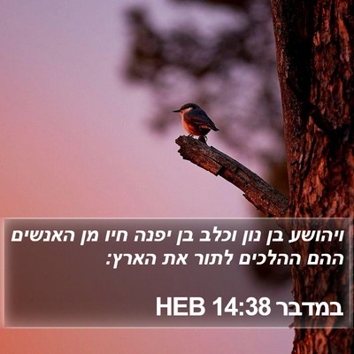 במדבר 14:38 HEB Bible Verse Image