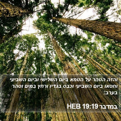 במדבר 19:19 HEB Bible Verse Image