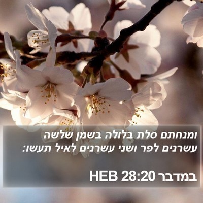 במדבר 28:20 HEB Bible Verse Image