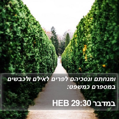 במדבר 29:30 HEB Bible Verse Image