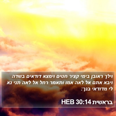 בראשית 30:14 HEB Bible Verse Image
