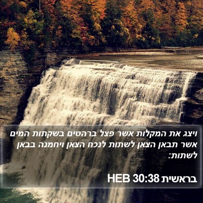 בראשית 30:38 HEB Bible Verse Image