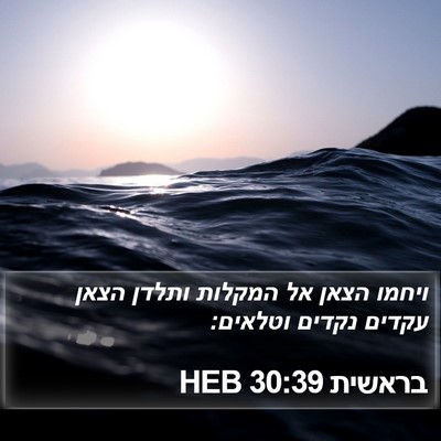 בראשית 30:39 HEB Bible Verse Image