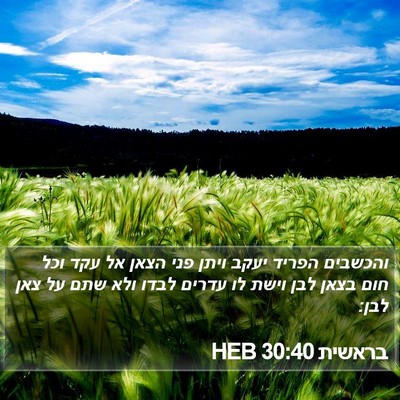 בראשית 30:40 HEB Bible Verse Image