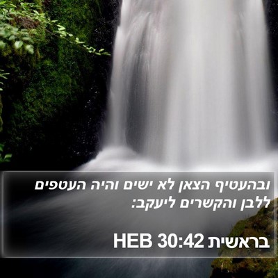 בראשית 30:42 HEB Bible Verse Image