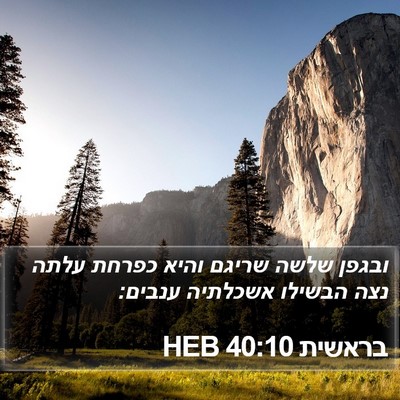 בראשית 40:10 HEB Bible Verse Image
