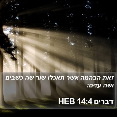 דברים 14:4 HEB Bible Verse Image
