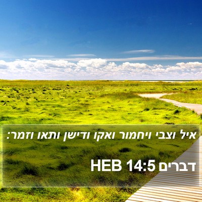 דברים 14:5 HEB Bible Verse Image