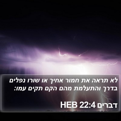 דברים 22:4 HEB Bible Verse Image