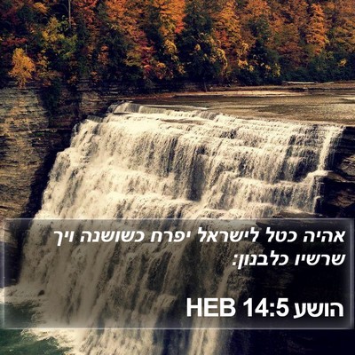 הושע 14:5 HEB Bible Verse Image