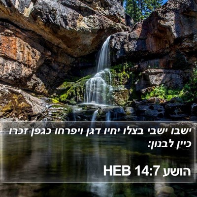 הושע 14:7 HEB Bible Verse Image