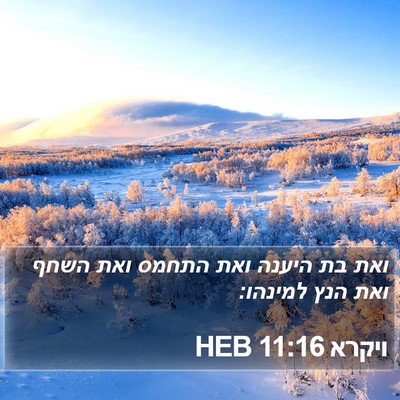 ויקרא 11:16 HEB Bible Verse Image