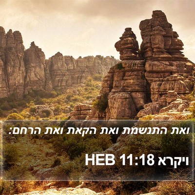 ויקרא 11:18 HEB Bible Verse Image