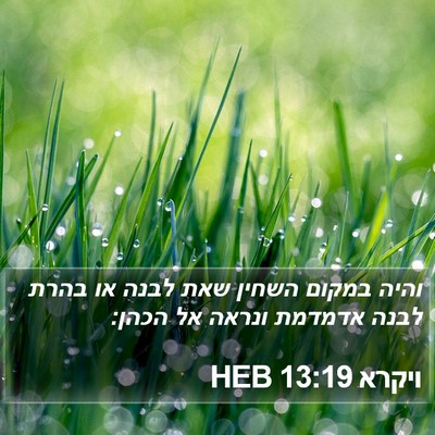 ויקרא 13:19 HEB Bible Verse Image