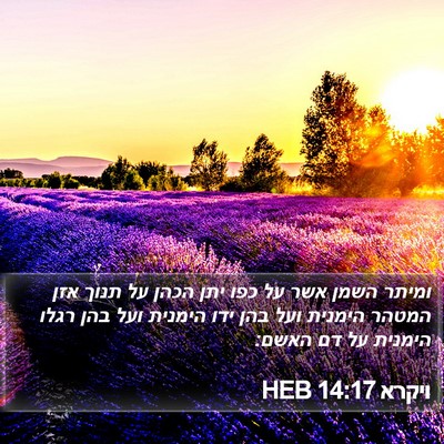ויקרא 14:17 HEB Bible Verse Image