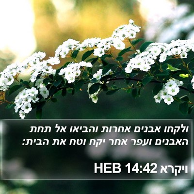 ויקרא 14:42 HEB Bible Verse Image