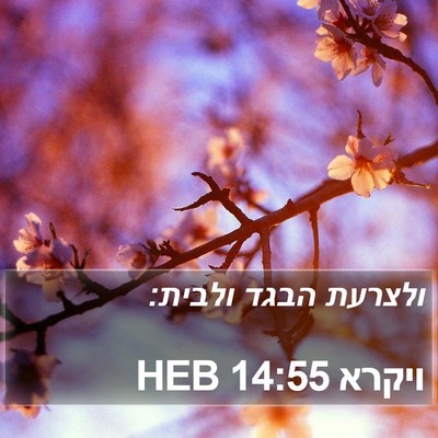 ויקרא 14:55 HEB Bible Verse Image