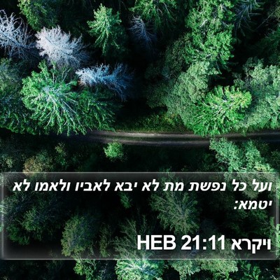 ויקרא 21:11 HEB Bible Verse Image