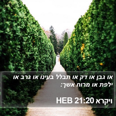 ויקרא 21:20 HEB Bible Verse Image