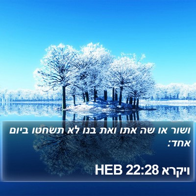 ויקרא 22:28 HEB Bible Verse Image
