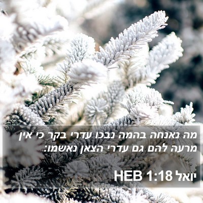 יואל 1:18 HEB Bible Verse Image