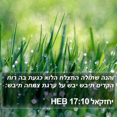 יחזקאל 17:10 HEB Bible Verse Image