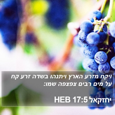 יחזקאל 17:5 HEB Bible Verse Image