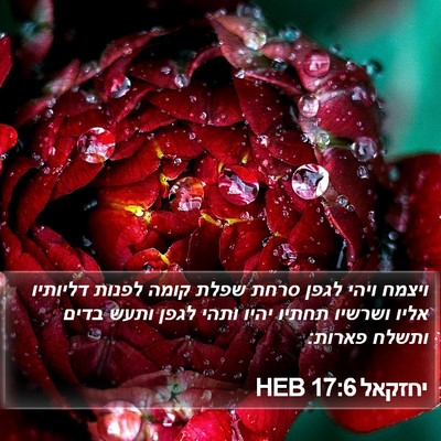 יחזקאל 17:6 HEB Bible Verse Image