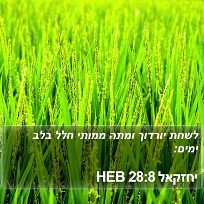 יחזקאל 28:8 HEB Bible Verse Image