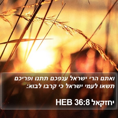יחזקאל 36:8 HEB Bible Verse Image