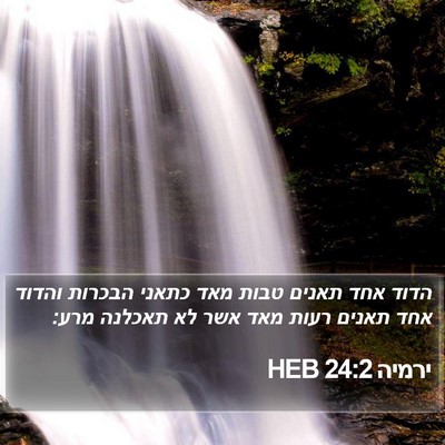 ירמיה 24:2 HEB Bible Verse Image