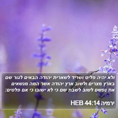 ירמיה 44:14 HEB Bible Verse Image